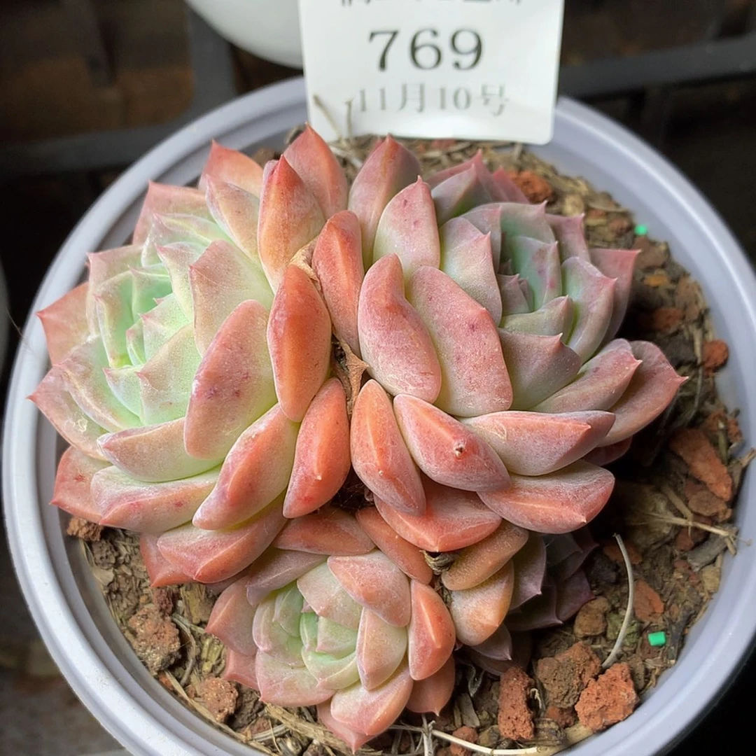 【闪购商品】云769号