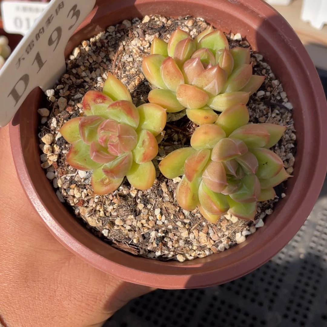 193小浣熊不带盆8厘米