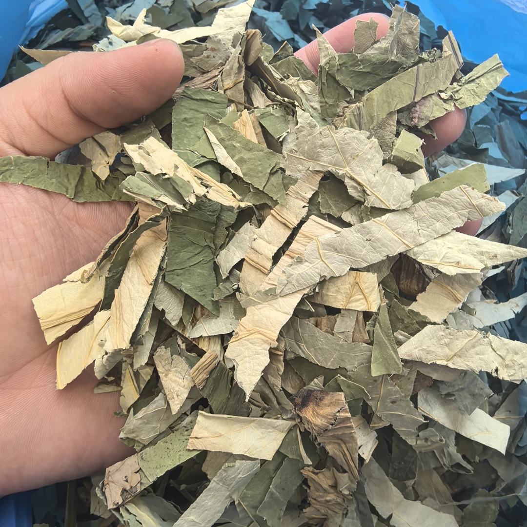晒干荷叶切条可用于茶饮的优质选择
