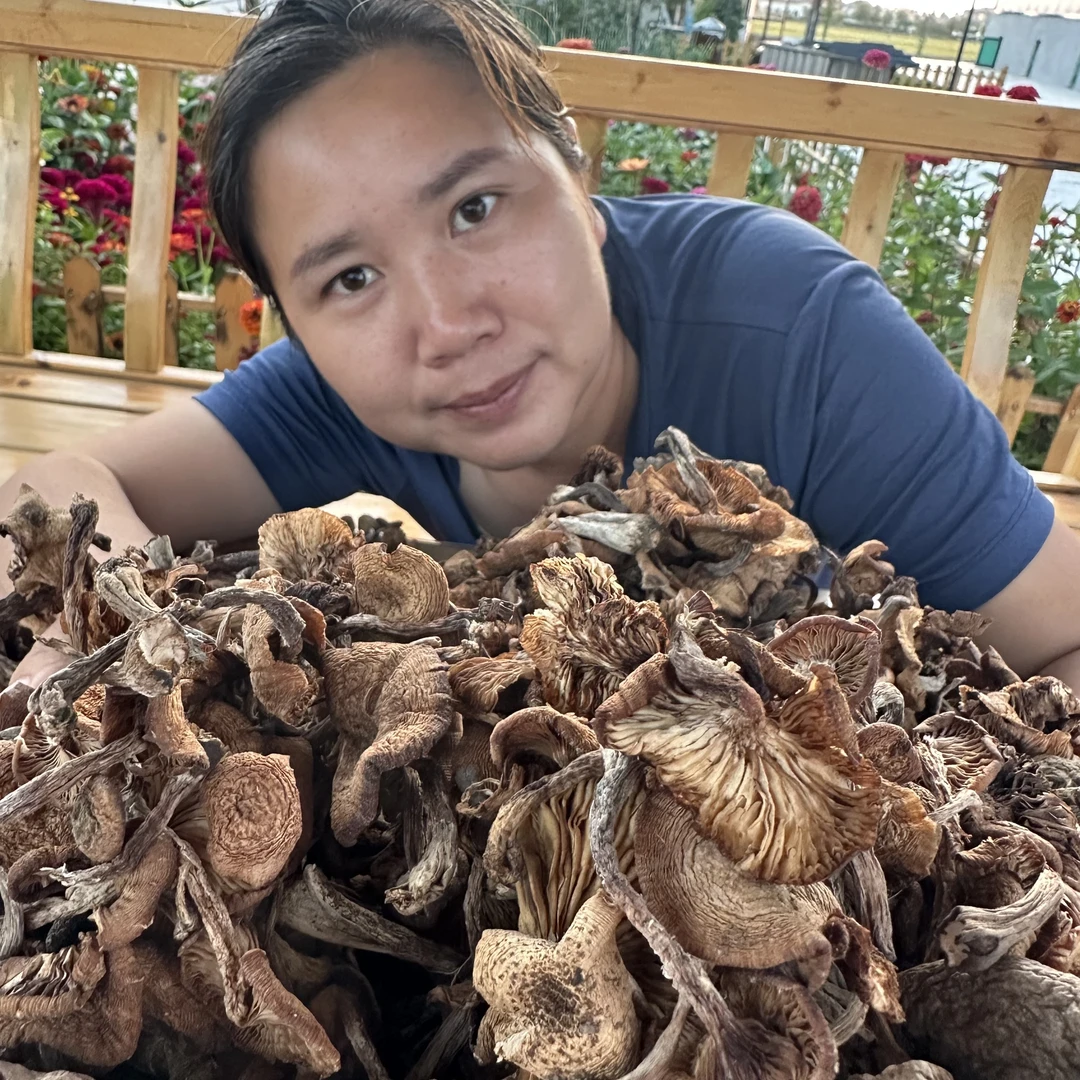 2025 新货榛蘑自采自晒 东北黑龙江野生特产无根无沙半斤1斤装