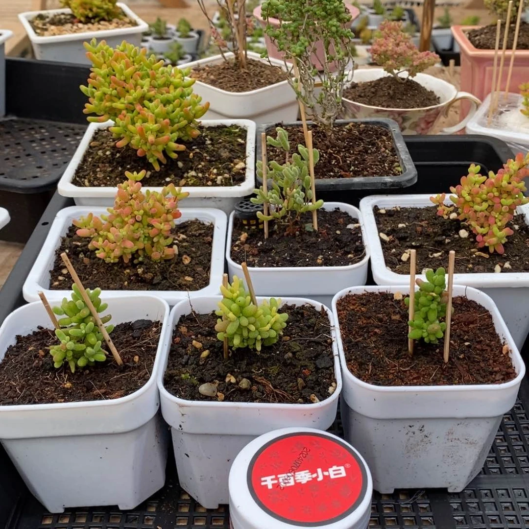 枝干番杏多肉植物138