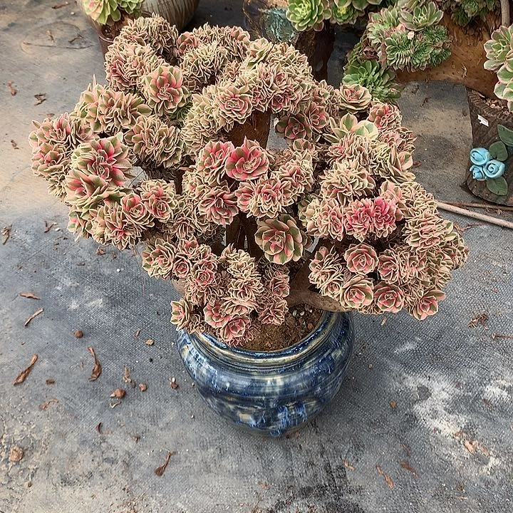 微瑕女巫朵朵脱土发货啊