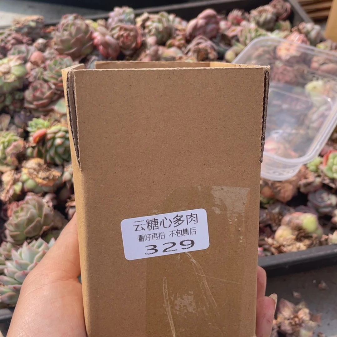 云糖心多肉植物329