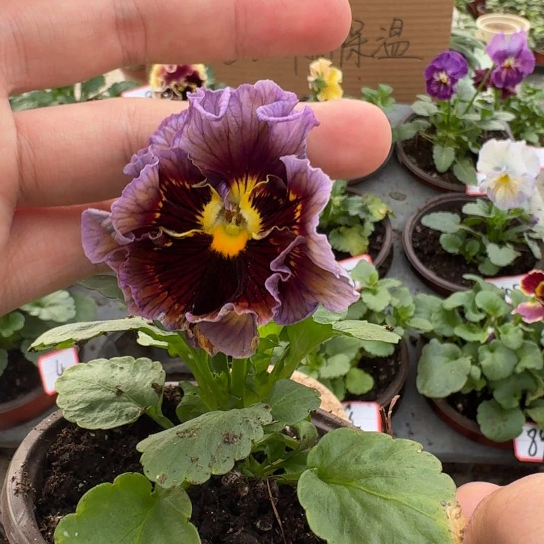 大部分花苞少量开放126