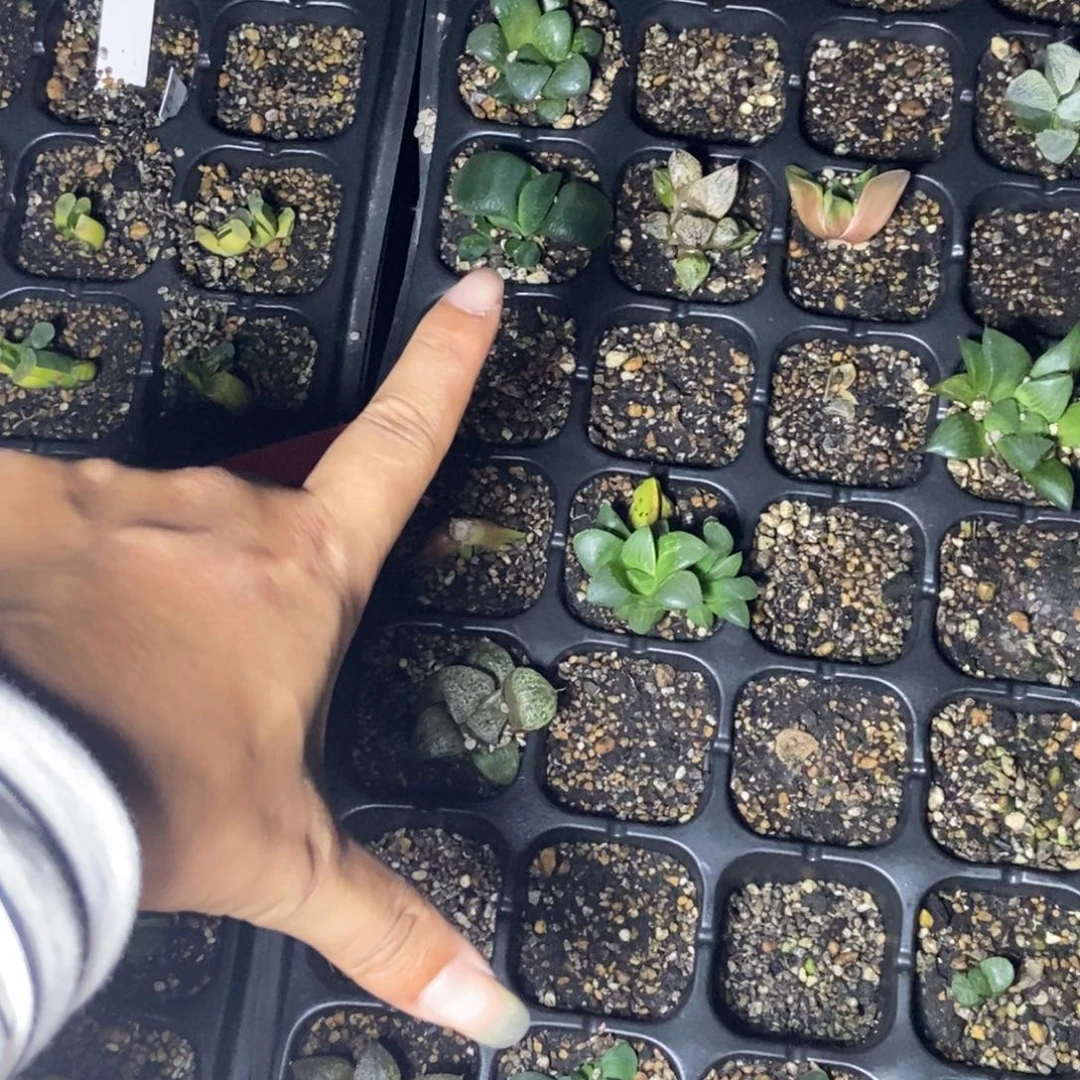 2颗卧牛脱土发货一物一拍