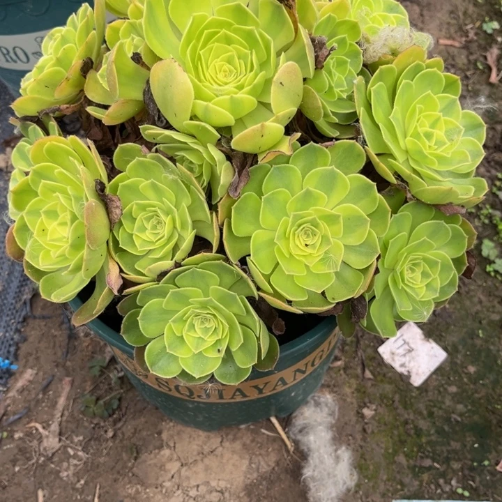 叶***子73雨荷多肉植物法师