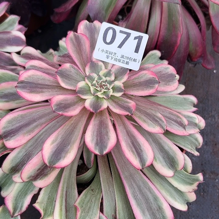 071多肉植物红波澜