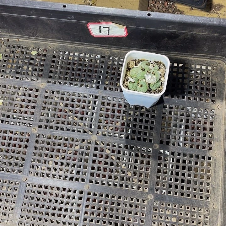 哦****17号筐带盆土发货