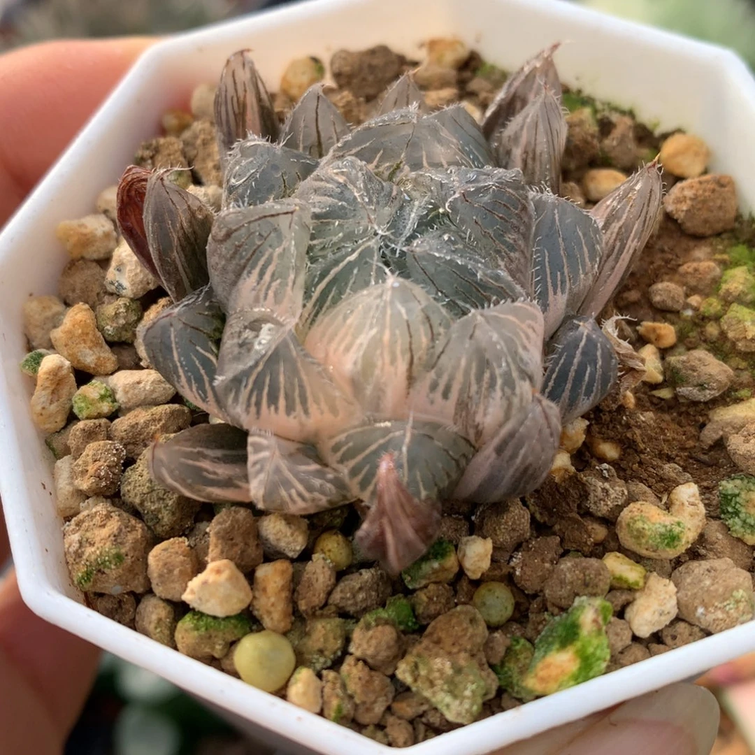 蓝镜玉露锦，带盆一起