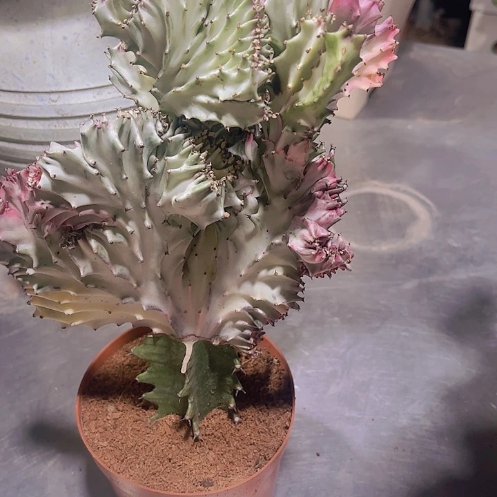 大戟科植物多肉彩麒麟