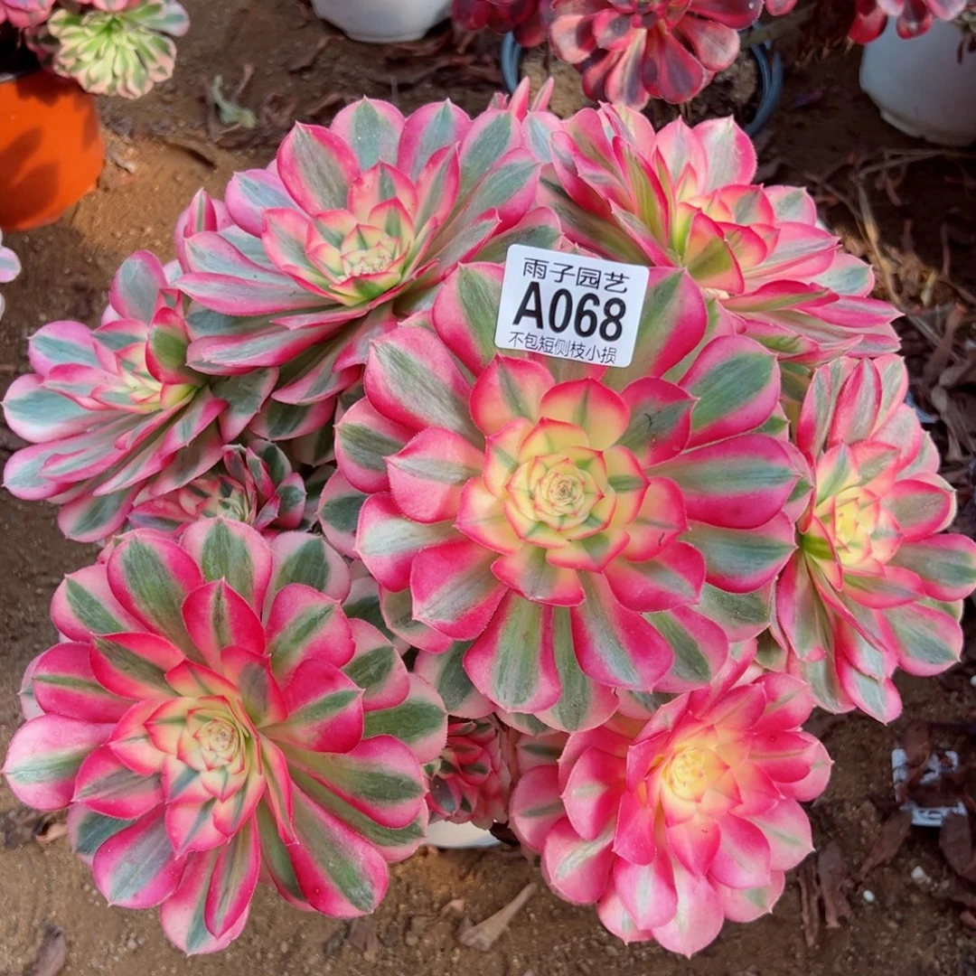 068倾城尺寸35左右