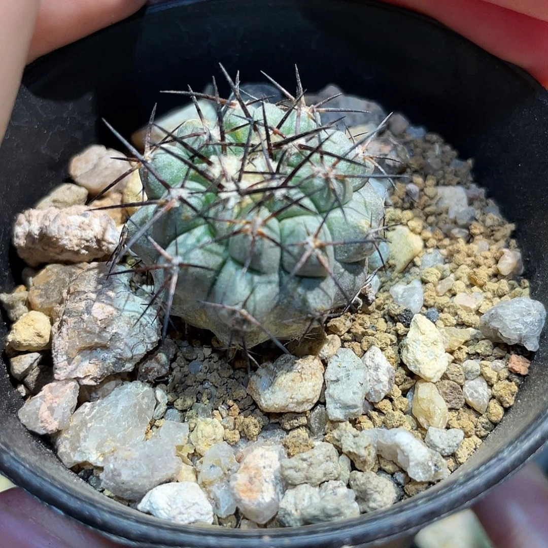 2.5cm自根黑王丸杂根系好