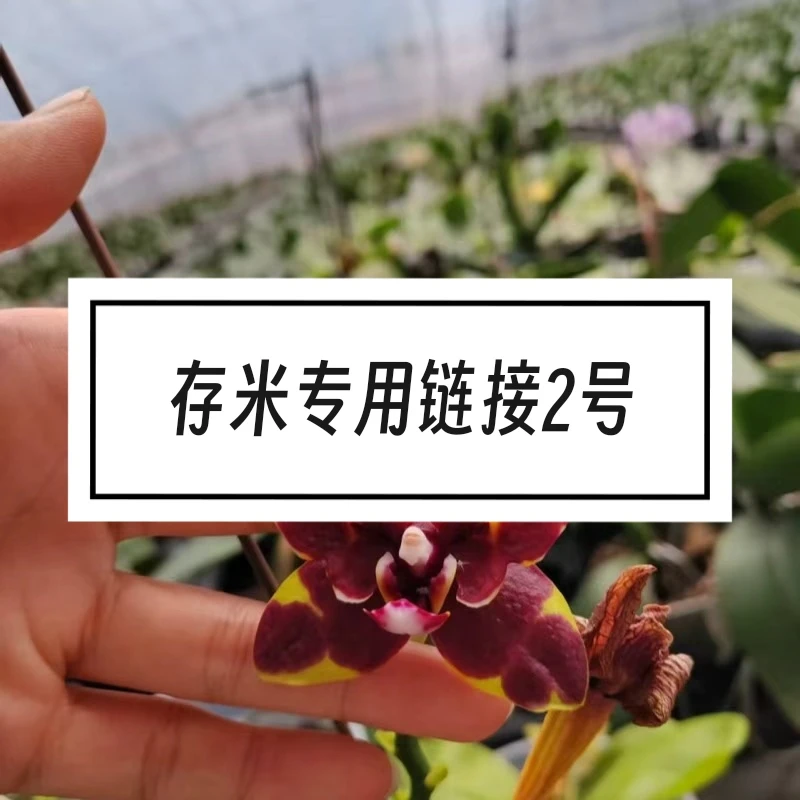 【存米链接2号】阿紫家宝们存米专用链接2号（小于20元拍，可存2天)