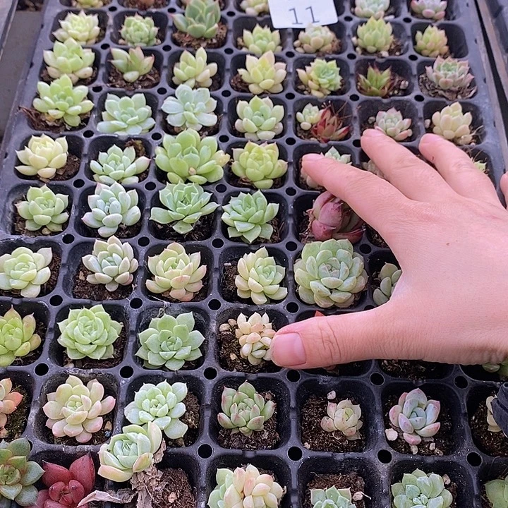 11 多肉植物盆栽花卉