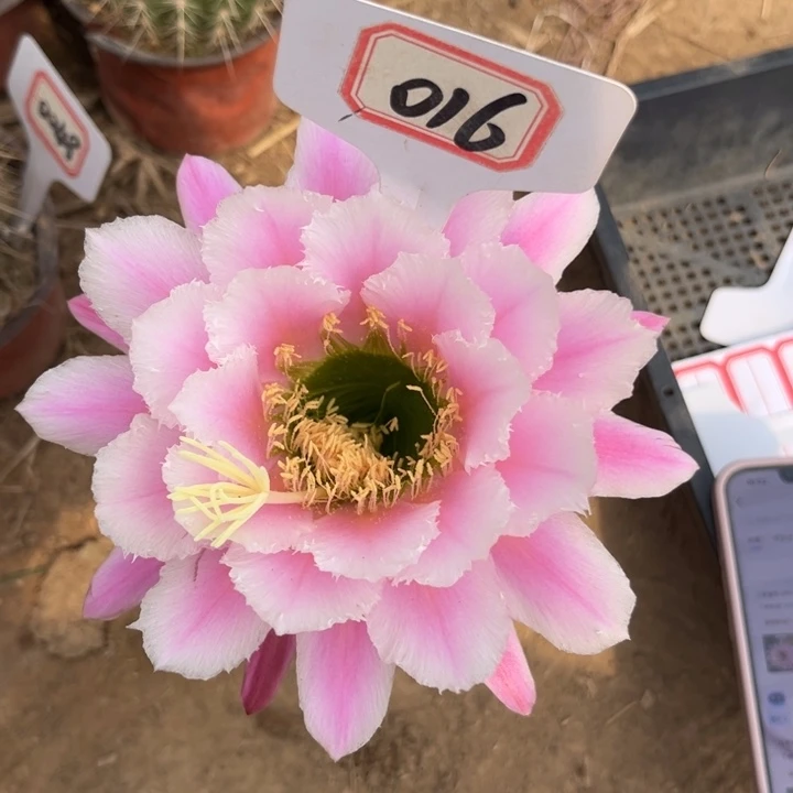 前**美016。实生毛花柱。