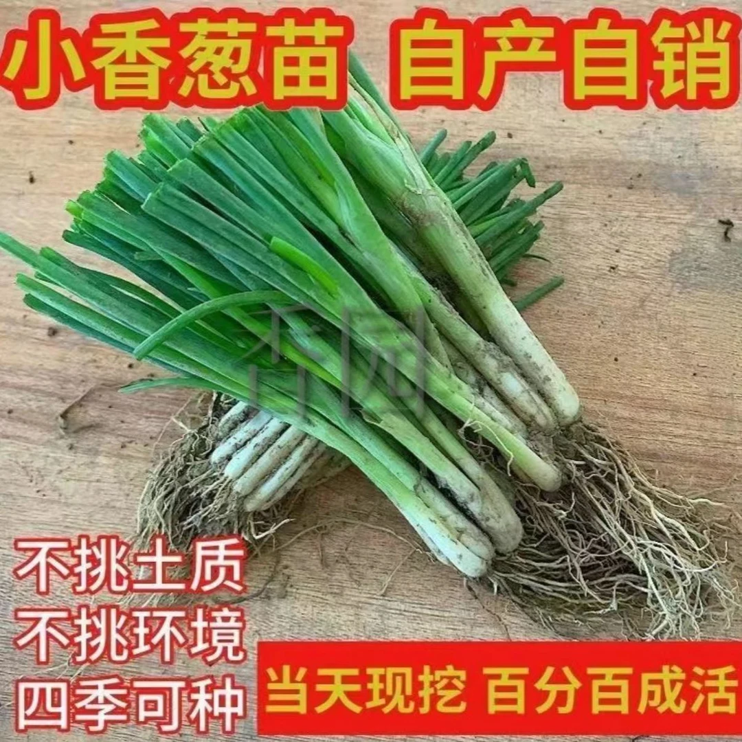 正宗四季小香葱种苗秧苗根苗室内蒜苗秧苗新鲜现挖绿葱四季可种葱