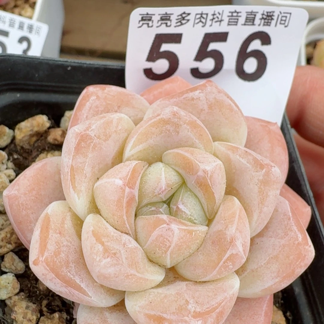 开播福利         多肉植物