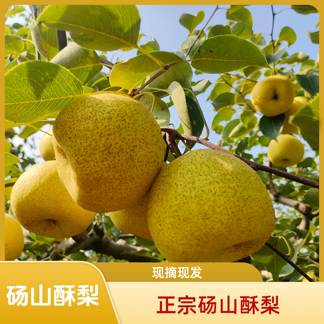 正宗砀山酥梨当季新鲜水果现摘爆甜多汁皮薄整箱