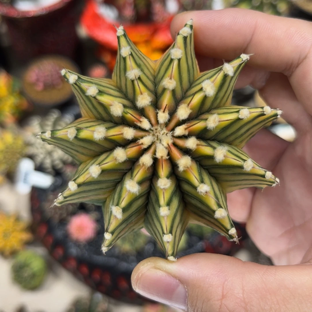 全品肋骨锦——————-