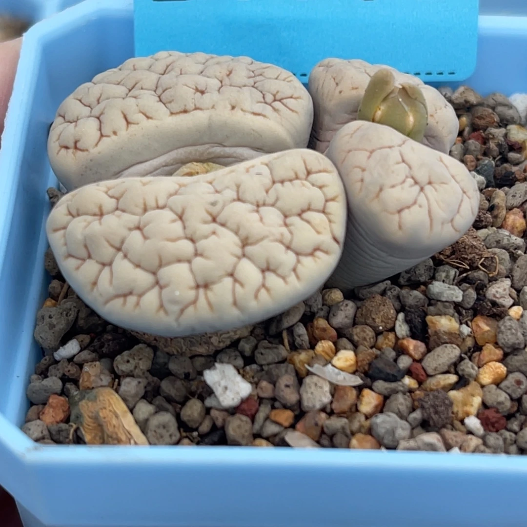 7732双头脑纹189一颗