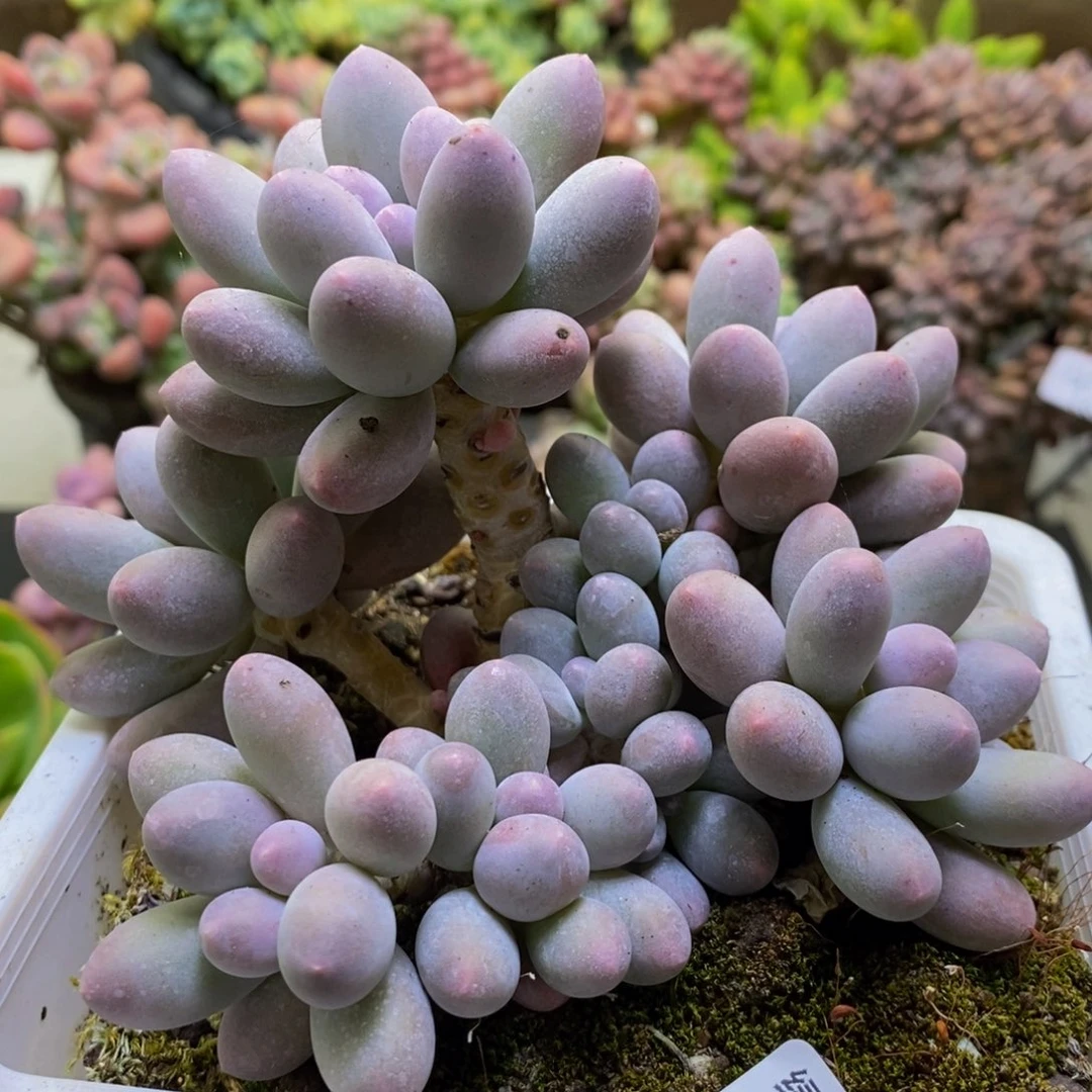 345汤圆奶酪10cm多肉