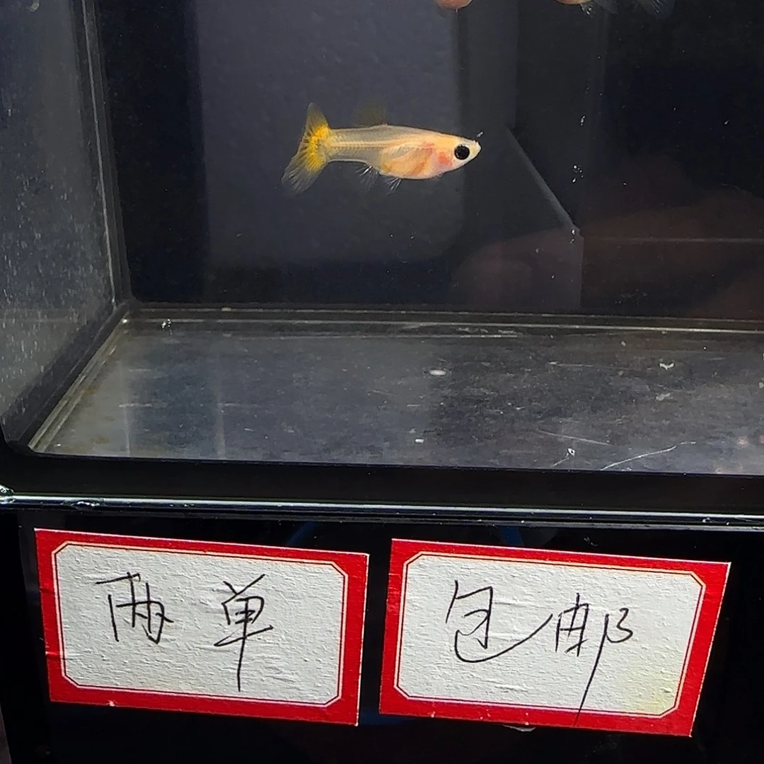 孔雀鱼黄金玻璃猫两公三母