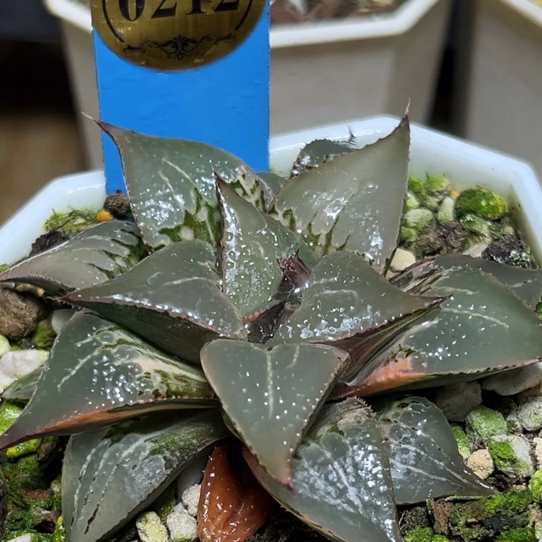 恭喜发财大吉大利0212