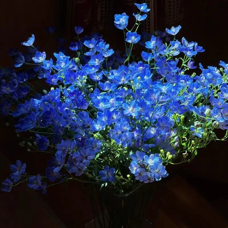 [小花飞燕草]盆栽花卉耐寒好养活花园阳台植株 花期长