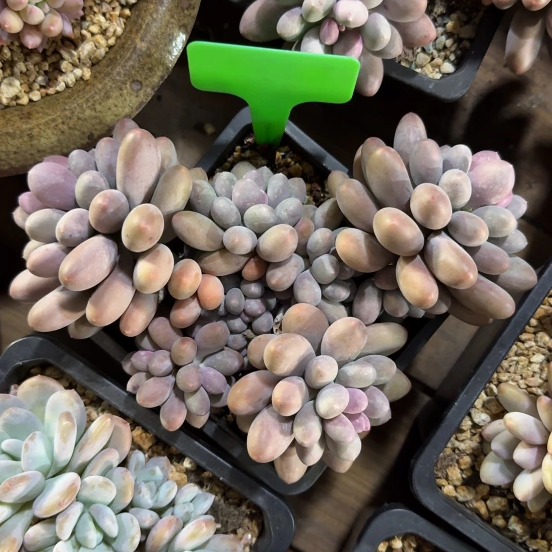 海狸美人1111111111111111