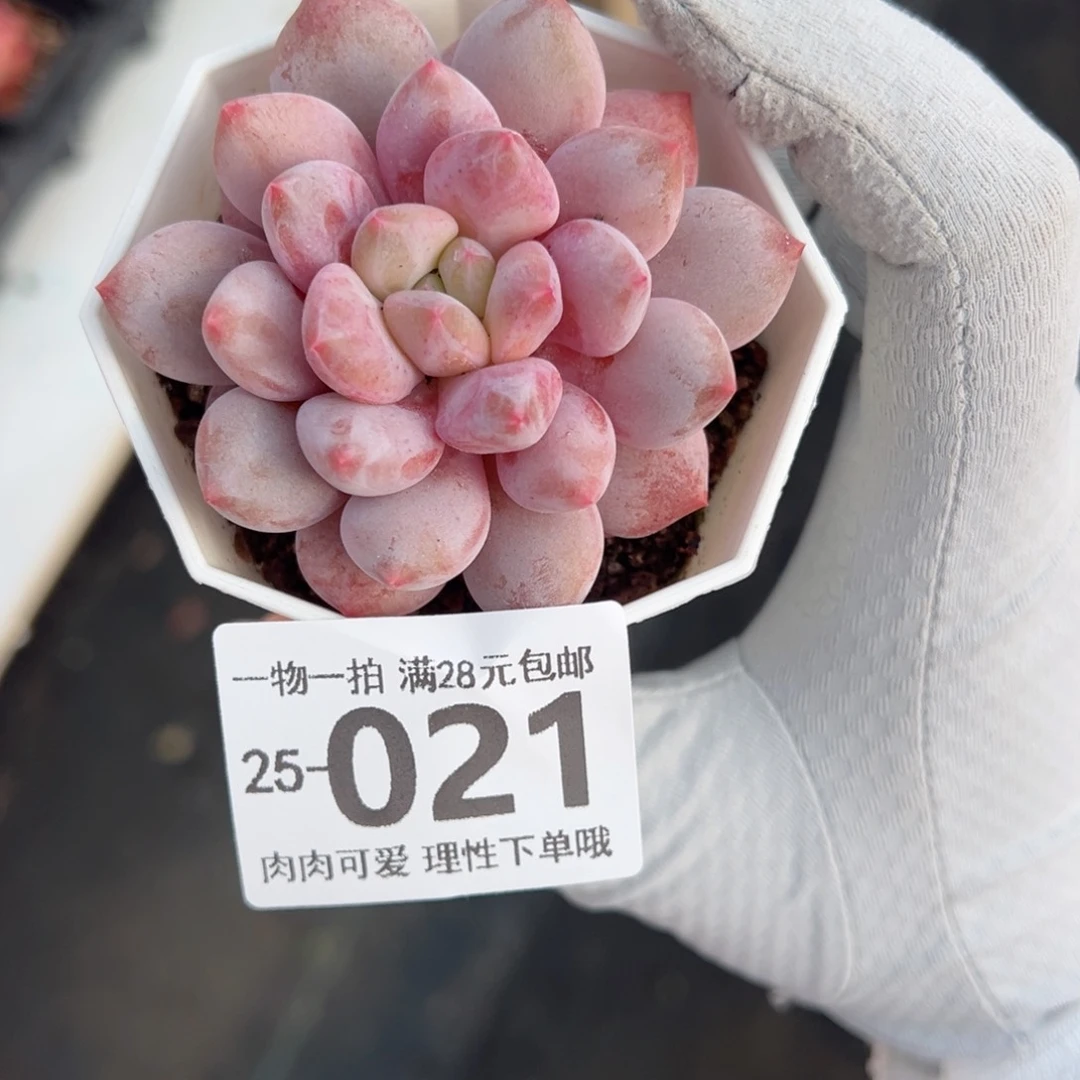 宝宝梦多肉多肉多肉多肉