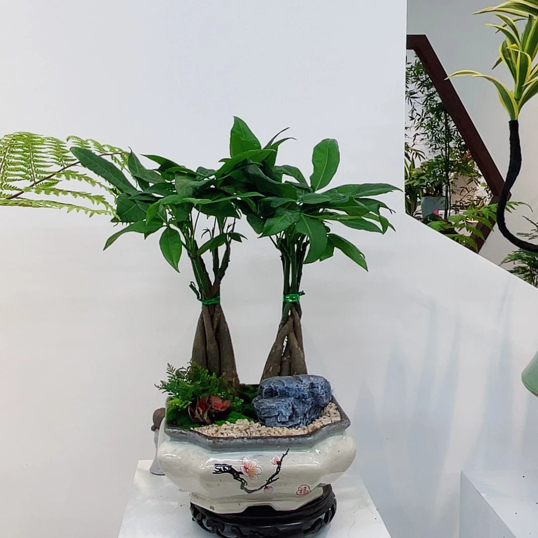 高端绿植一物一拍