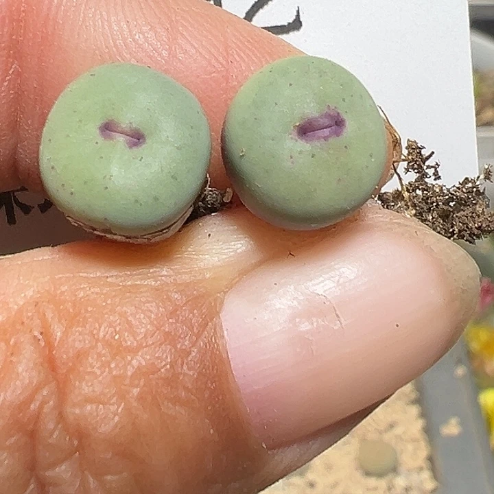 开播福利小红嘴2个xyxyxyxyxy