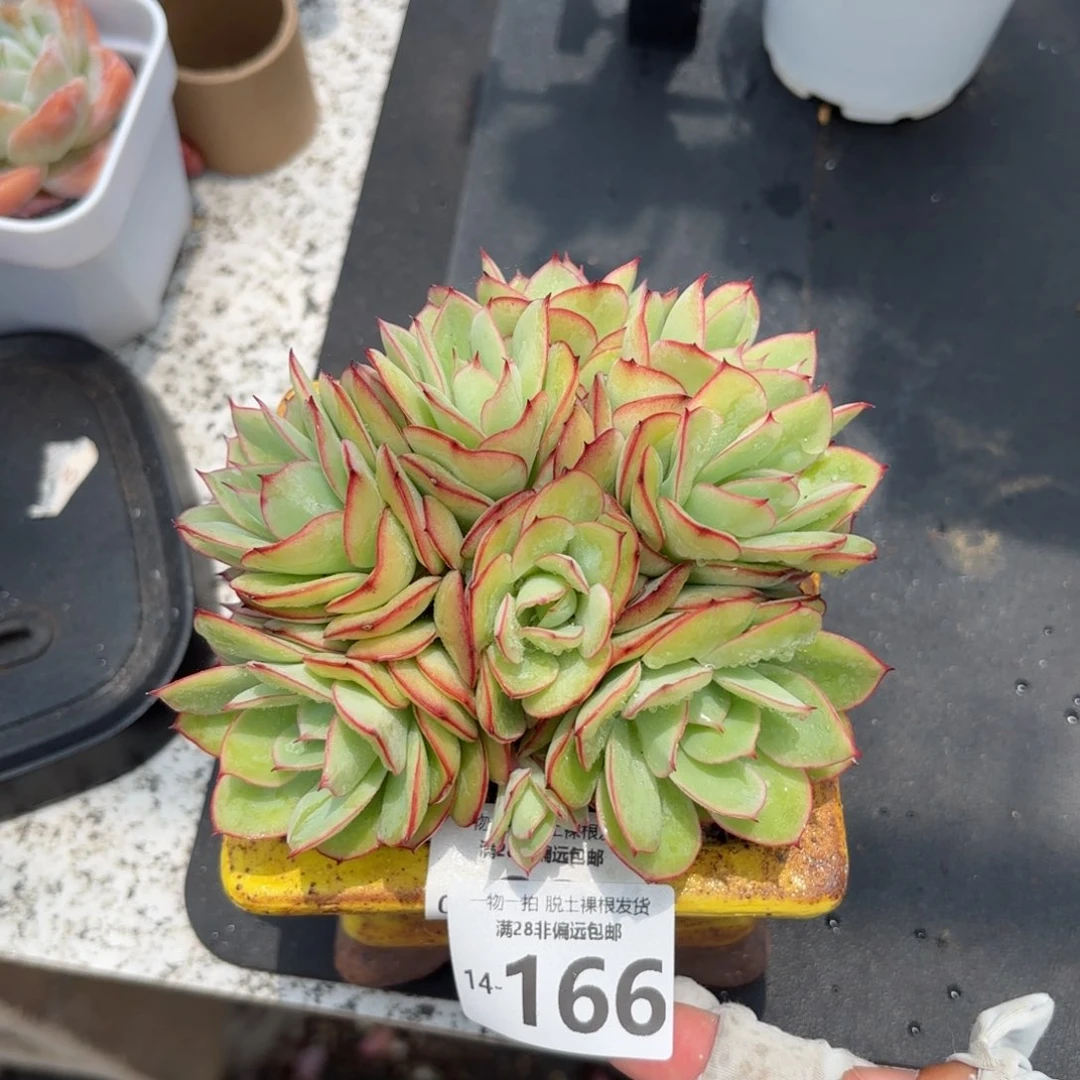 牡丹亭老桩多肉多肉多肉