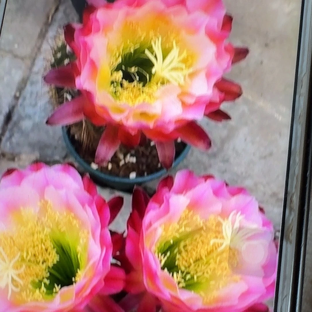 茉莉根高10公分毛花柱