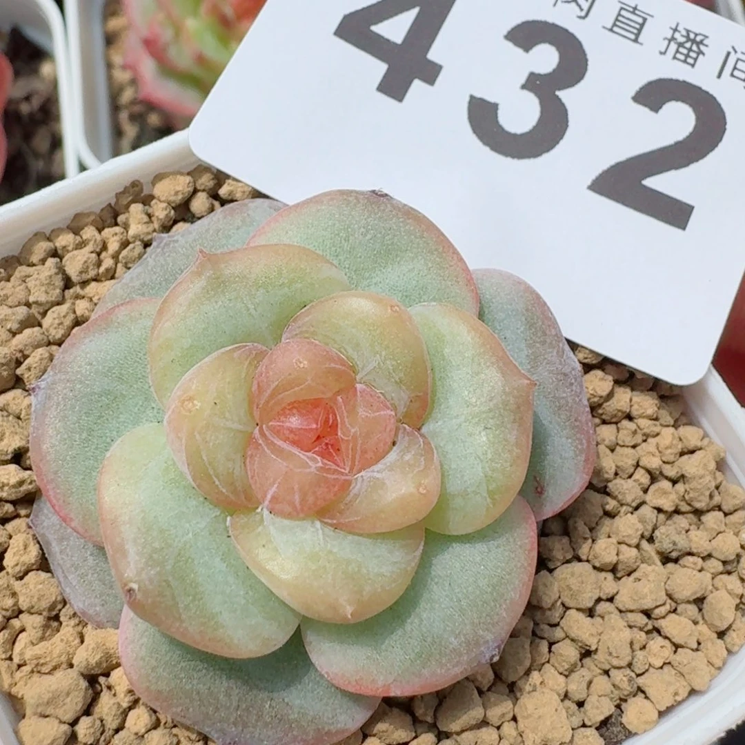 上新多肉植物