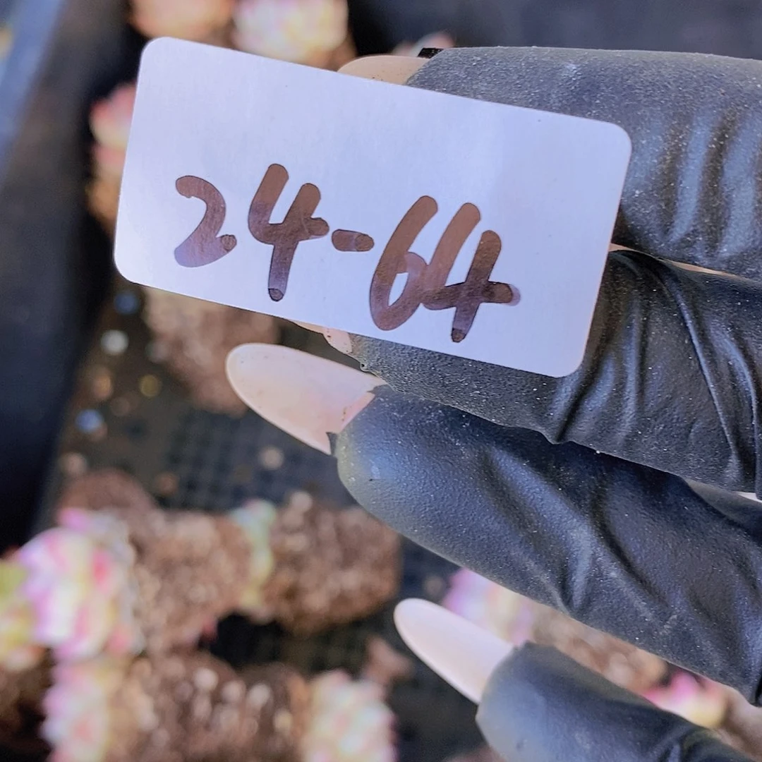 24-64-女王拼盘小单头6颗量拍