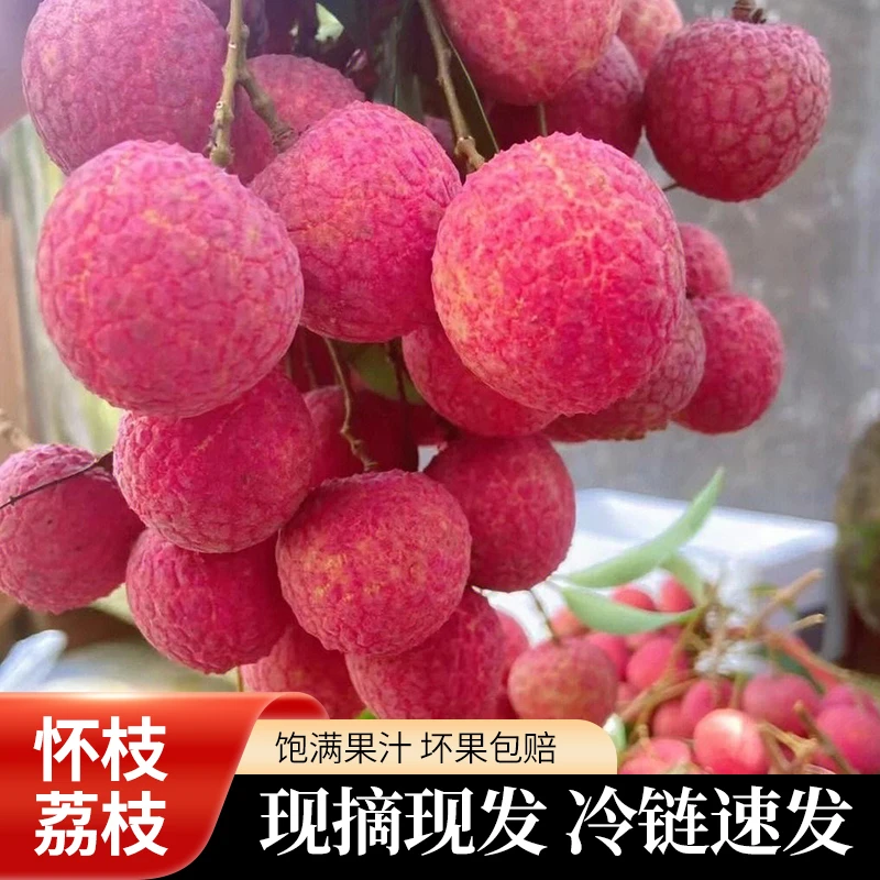 新鲜农家老树荔枝从化特产现摘水果当季槐枝桂味仙进奉井岗红糯
