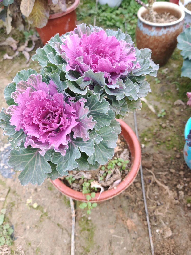 苗乡多肉羽衣甘蓝