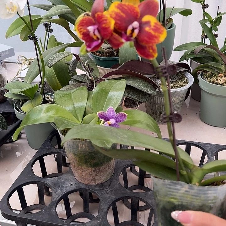 大部分开放少量花苞黄芒