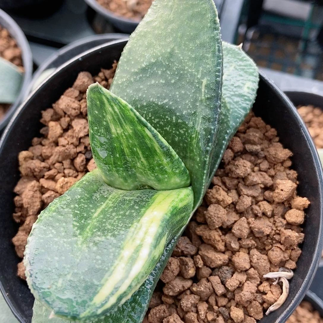 796卧牛实生转锦点厚叶形带盆发货