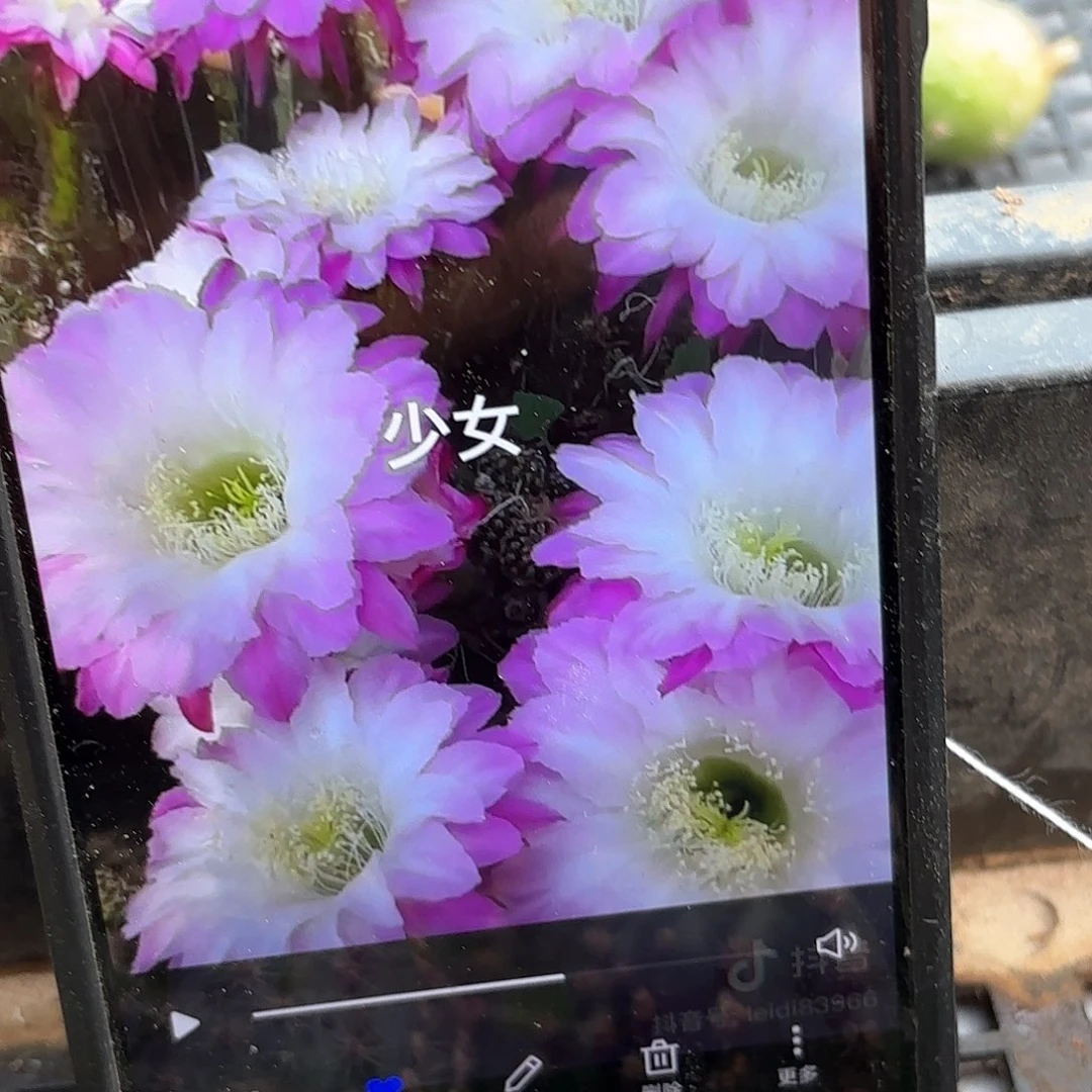 少女彩20包邮侧牙仙人球33