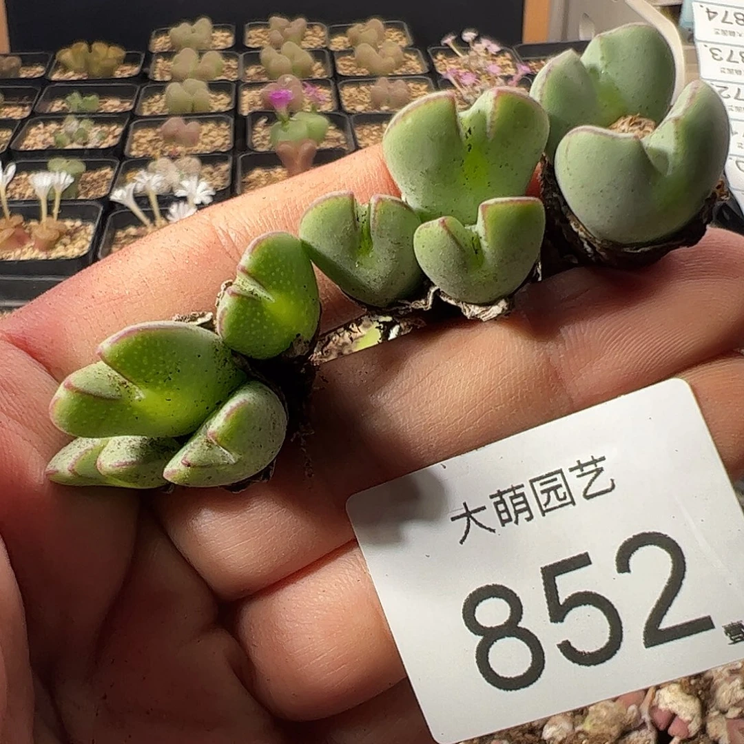 一物一拍。      852