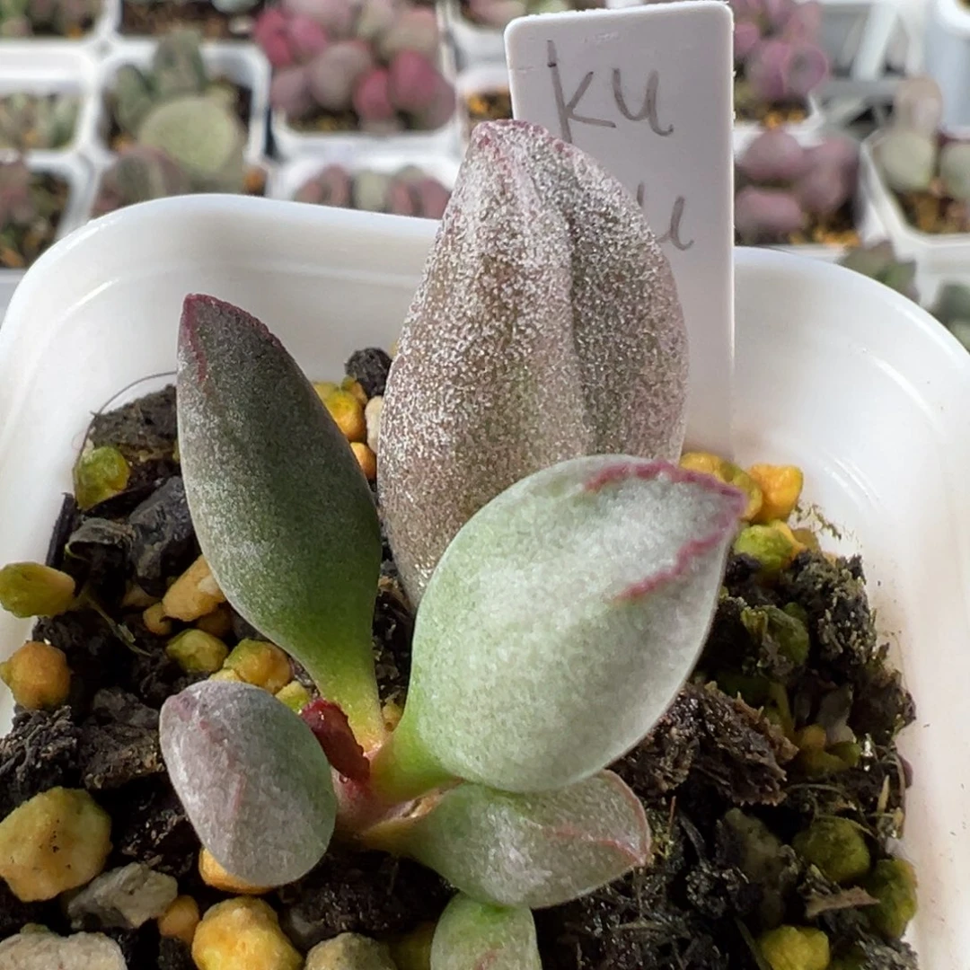 W kubu多肉植物水泡