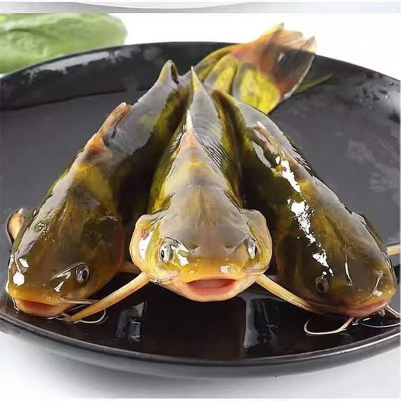 东北冷水虎皮嘎牙子买5斤送1淡水鱼