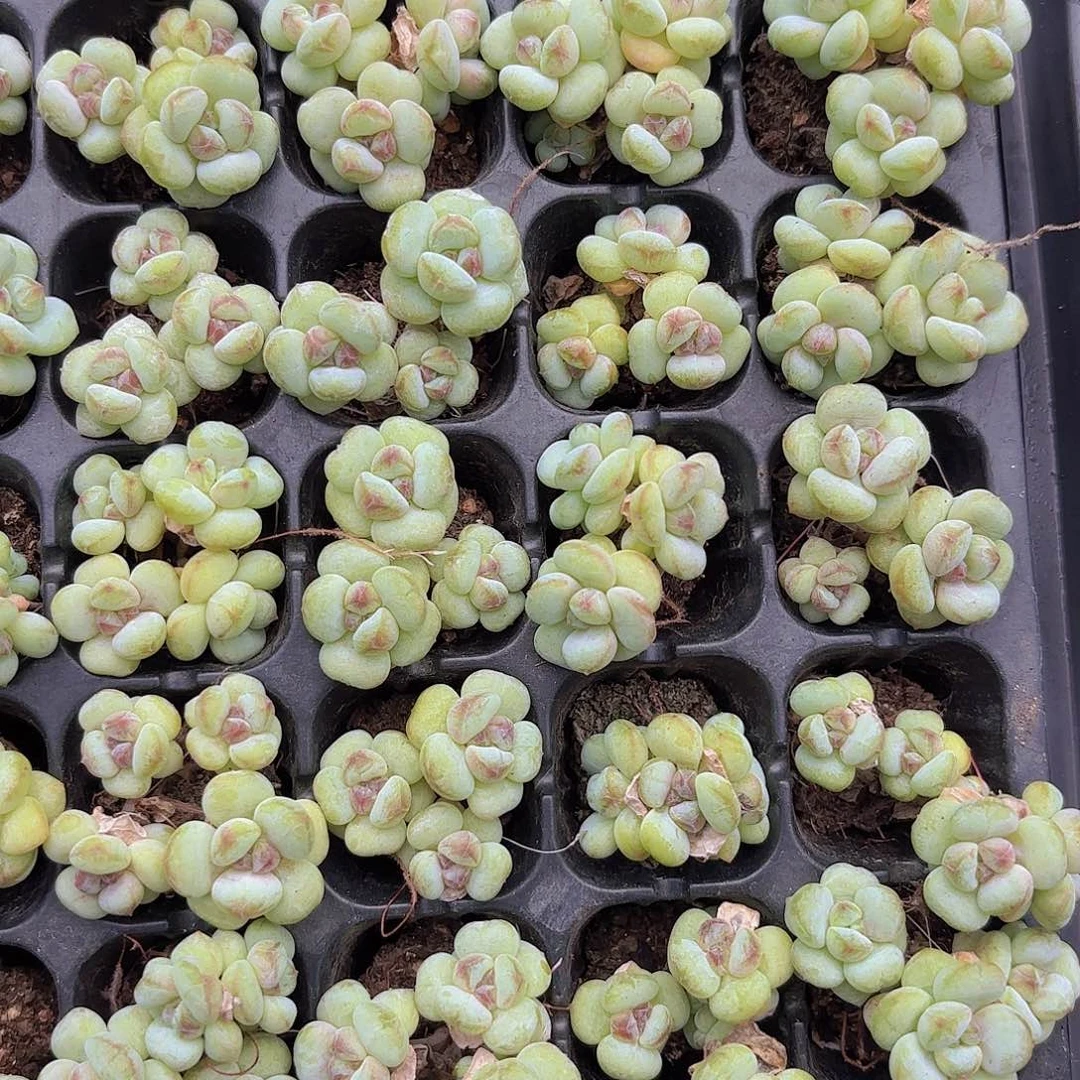 阳光玫瑰老桩一颗量拍