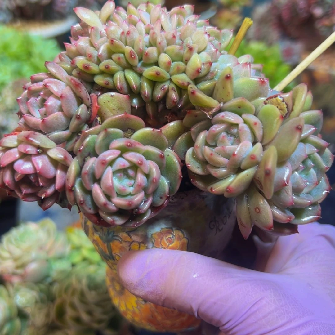 纯爱 新年快乐 新年快乐