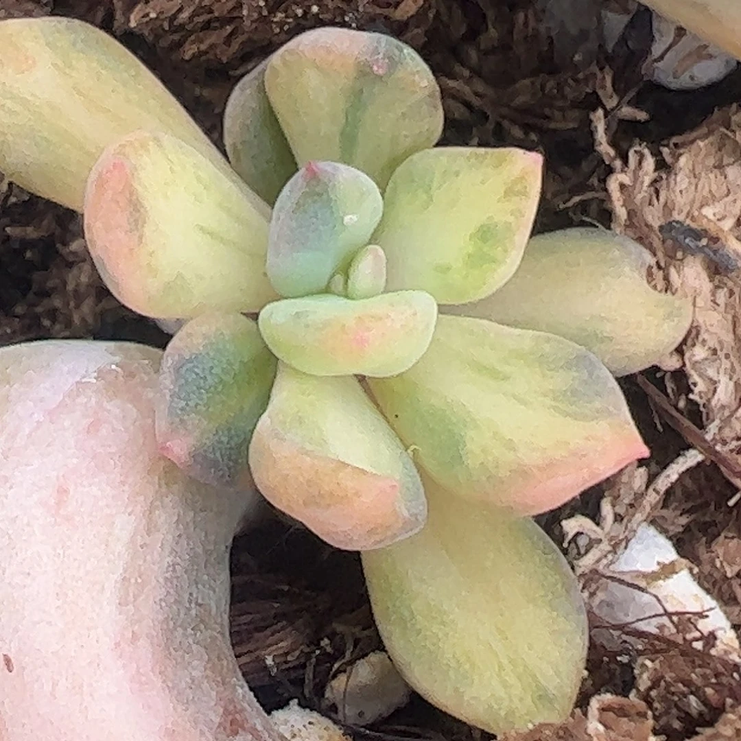 六***花多肉植物多肉植物