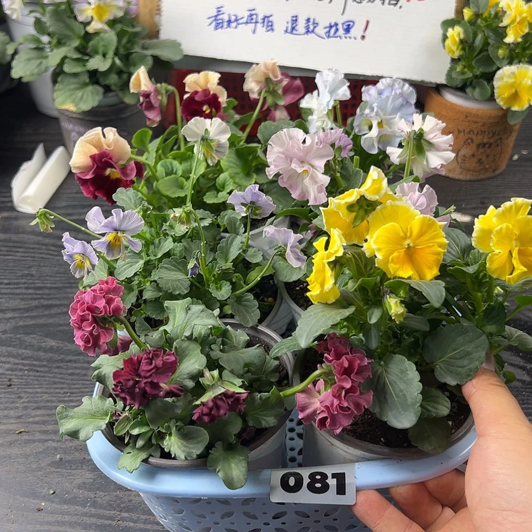 大部分花苞少量开放081号