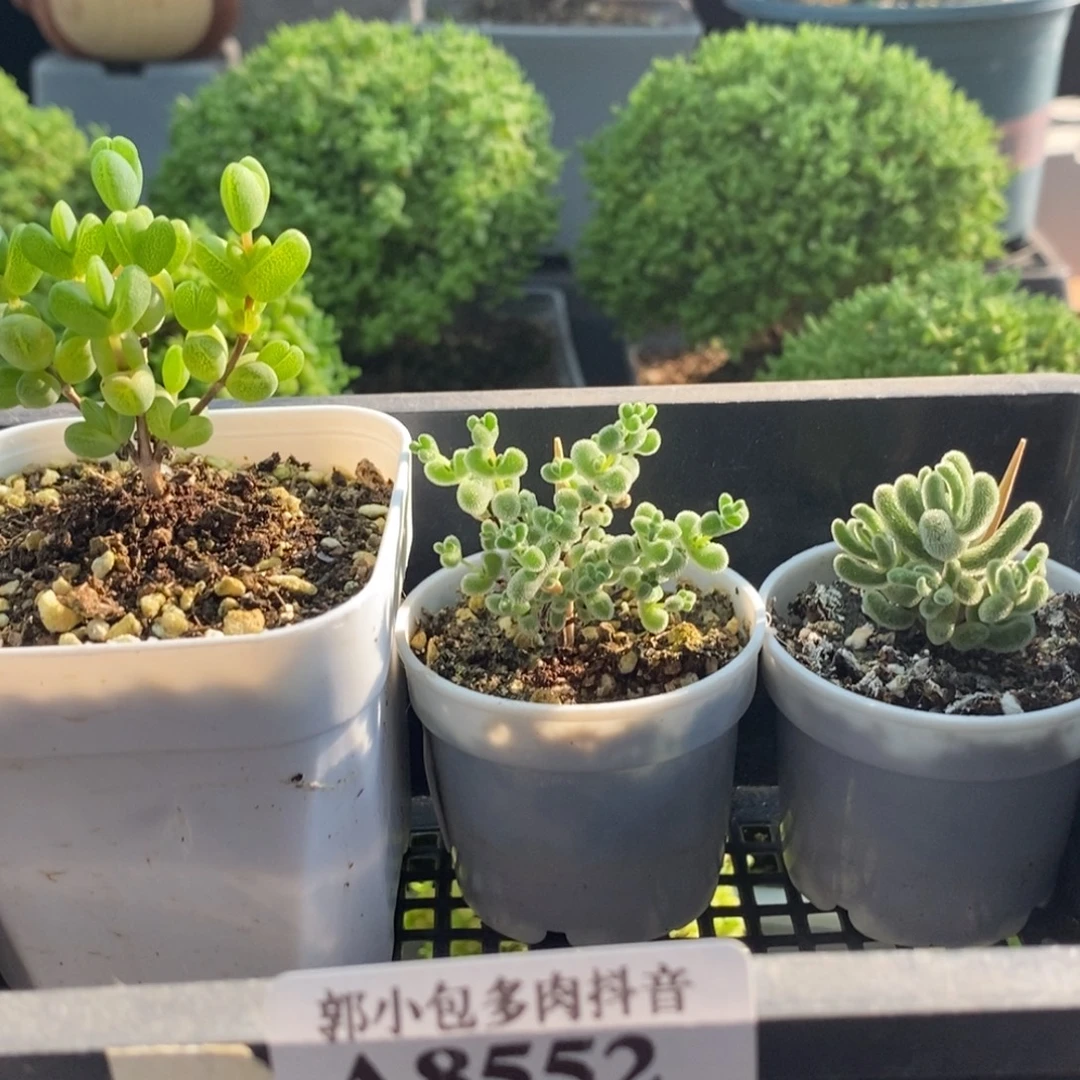 柠***i福利套餐组合8552