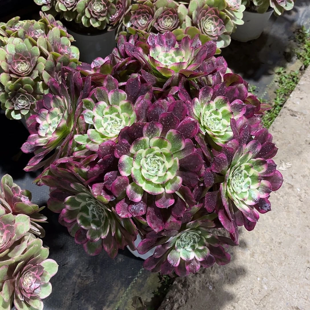 霁月法师朵朵漂亮